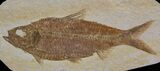 Detailed, Knightia Fossil Fish - Wyoming #64568-1